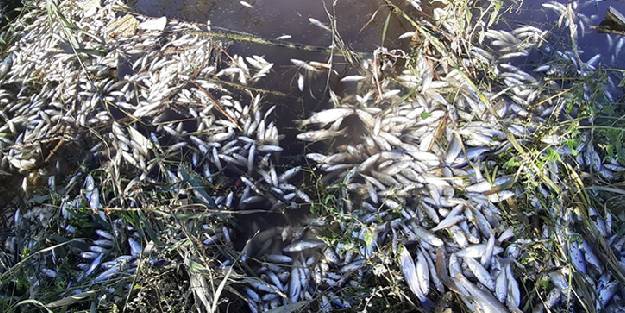 Büyük Menderes Nehri'nde toplu balık ölümleri