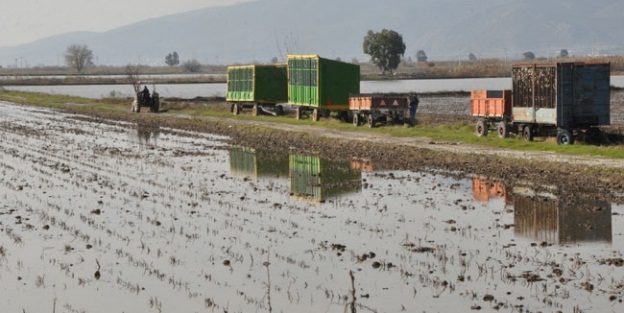 Büyük Menderes Nehri'ndeki su taşkını