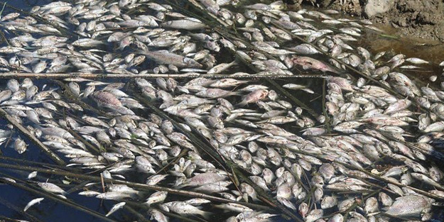 Büyük Menderes'teki toplu balık ölümleri tedirgin etti!