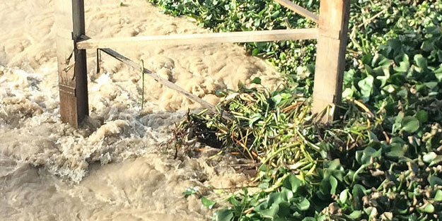 Büyük oranda temizlenmişti... İstilacı tür, yağışlarla birlikte tekrar ortaya çıktı