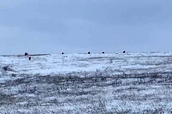 Büyük panik yaşandı! Kurt sürüsü köye indi