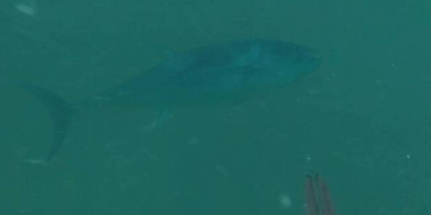 Büyük sevinç! 50 sene sonra ilk defa görüldü