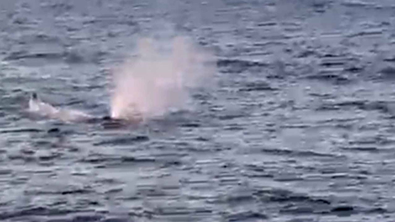 Büyük sürpriz! Balıkçılar balinayla burun buruna geldi