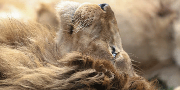 Büyük sürpriz var! ‘O günü iple çekiyoruz’