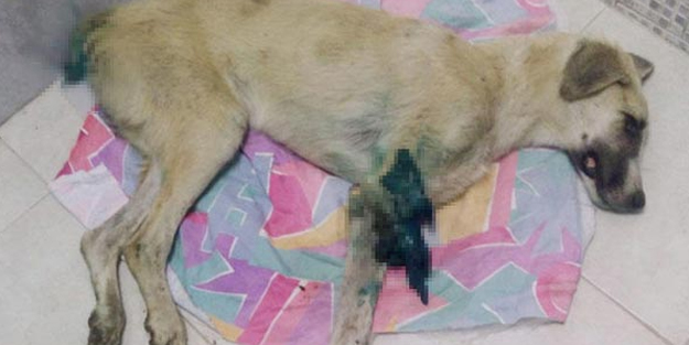 Büyük vicdansızlık! Ayağı ve kuyruğu kesilmiş halde bulundu