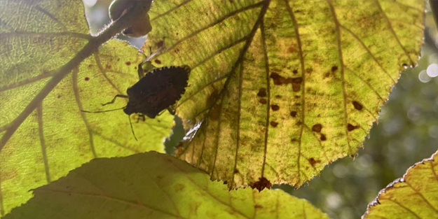 Büyük zararı var! Artvin'de başladı, Karadeniz'de sıçradı, Türkiye'ye yayılıyor!