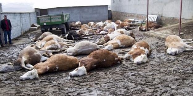 Ne olduğunu anlamadılar! Yarım saat içinde...