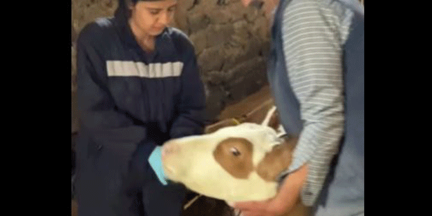 Büyükbaş Hayvanlarda Şap aşısı yapılmaya başlandı