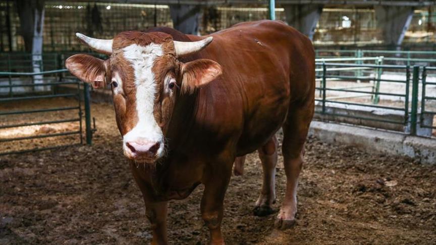 Büyükbaş hayvanların beslenmesi 'sensör'le mercek altında
