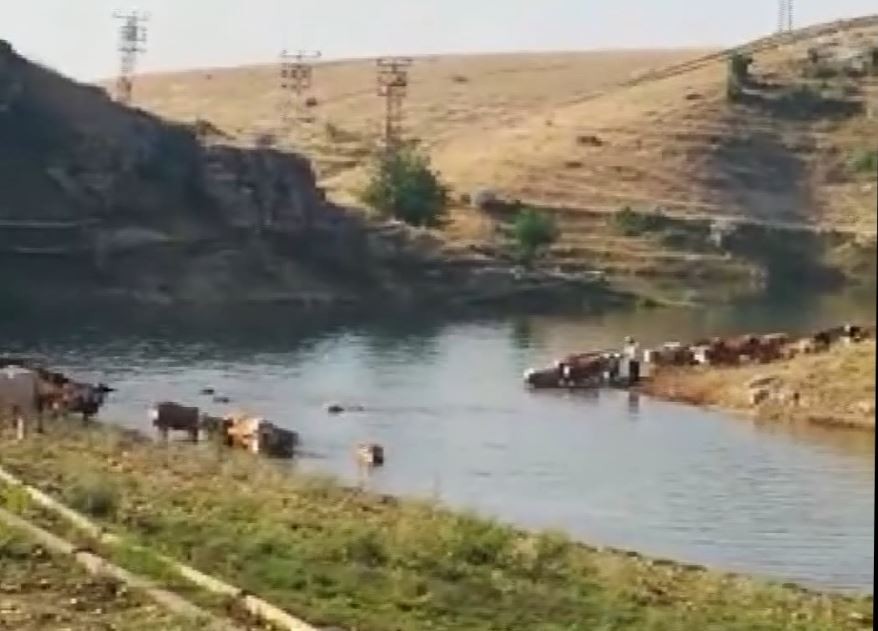 Büyükbaş hayvanların Fırat Nehri’nden tehlikeli geçişi 
