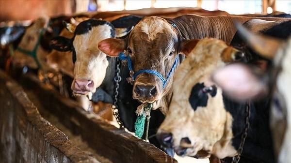 Büyükbaş küçükbaş kurbanlık fiyatları 2021 | Kızılay kurbanlık vekalet fiyatı güncel