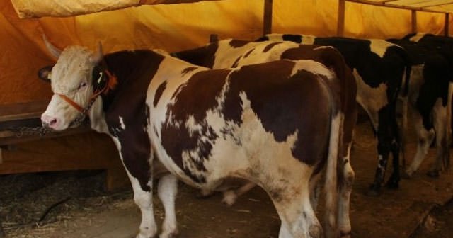 Büyükbaş kurbanlık fiyatları