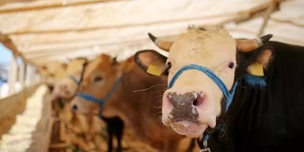 Büyükbaş kurbanlıklar ne kadar? Kurbanlık fiyatları belli oldu mu?