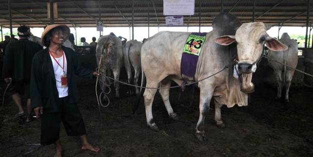 Bu kez 'büyükbaş'lar yarıştı