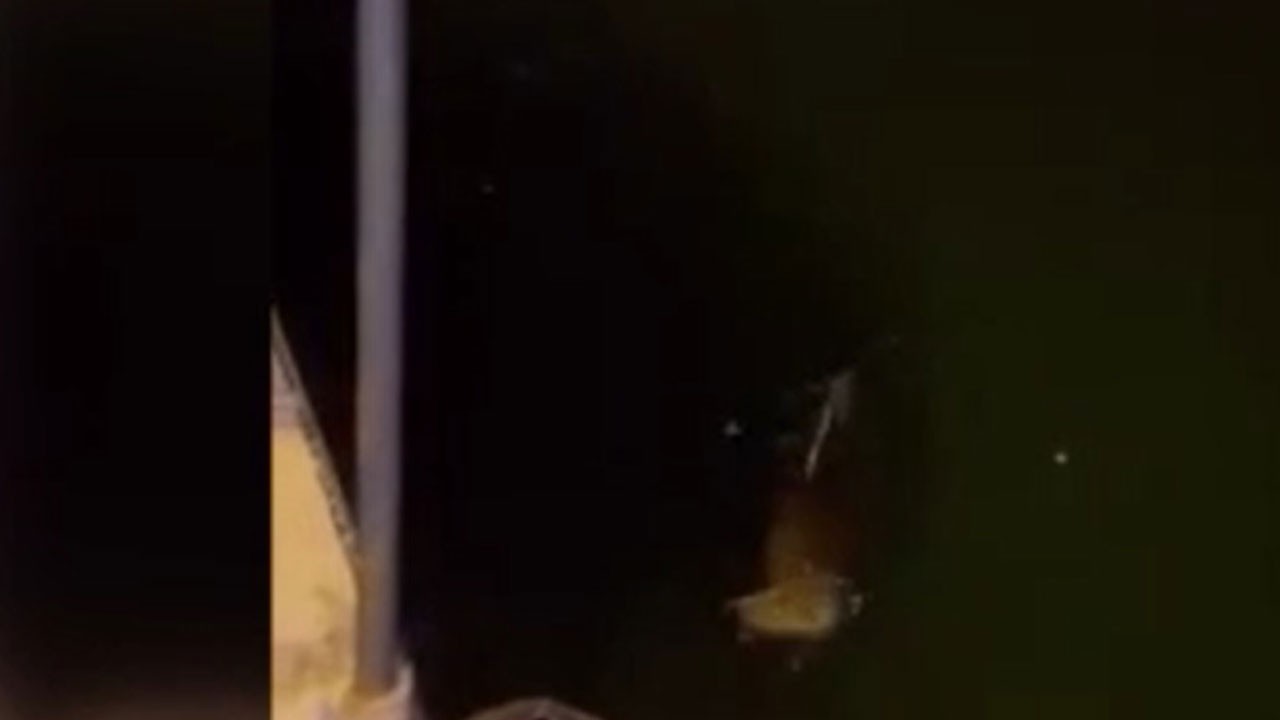 Büyükçekmece Sahili’nde sürpriz görüntü