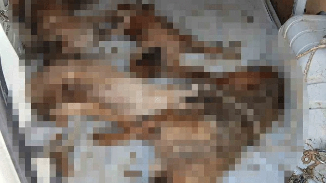 Büyükçekmece’de skandal! CHP’li belediyenin nakil aracı sokak hayvanına çarptı