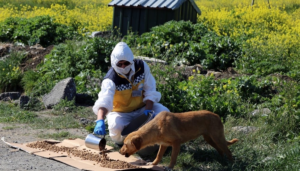Büyükçekmece’de sokak hayvanları unutulmuyor 
