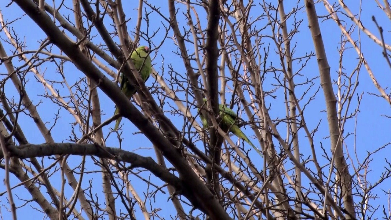 Büyükçekmece’nin sürpriz misafirleri