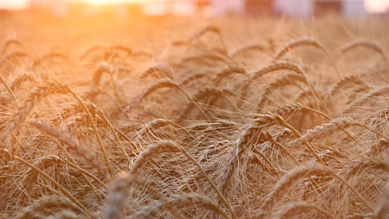 Büyükelçi bakanlığa çağrıldı! Ukrayna’dan İsrail’e "çalıntı tahıl" uyarısı