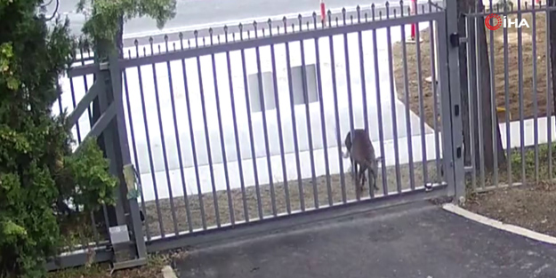 Büyükelçilik binasına girmeye çalışan davetsiz misafirin görüntüleri sosyal medyada viral oldu!