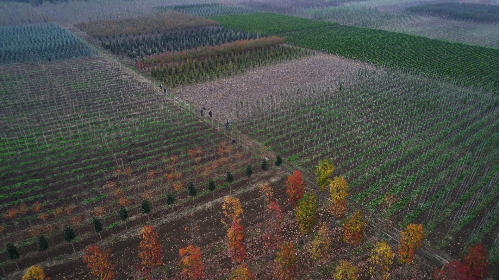 Büyükşehir, 125 hektar alanda yerli fidan üretiliyor 