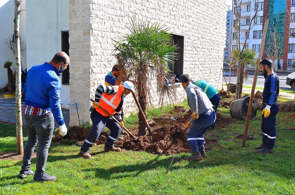 Büyükşehir Belediyesi kenti 2 milyon mevsimlik çiçekle süsledi 