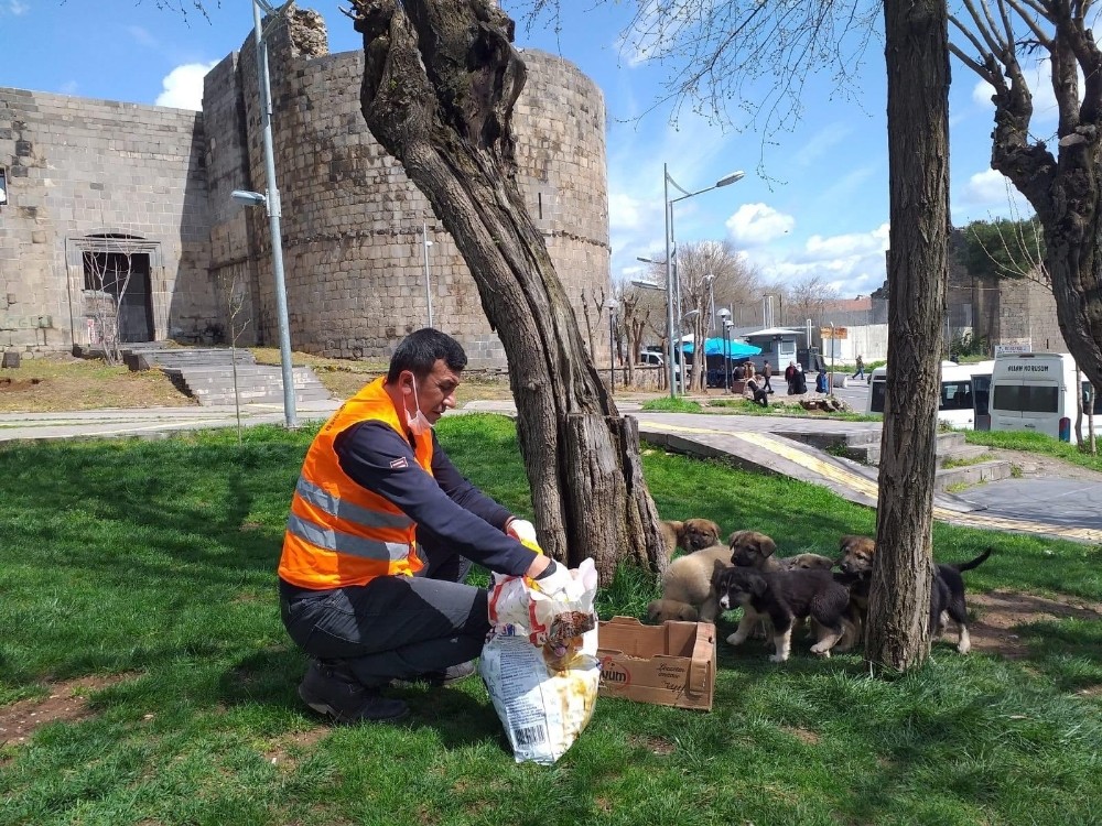 Büyükşehir Belediyesi korona mağduru sokak hayvanlarını unutmadı 