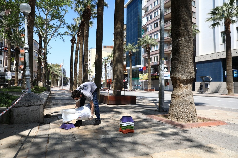 Büyükşehir belediyesi sokak hayvanlarını unutmadı 