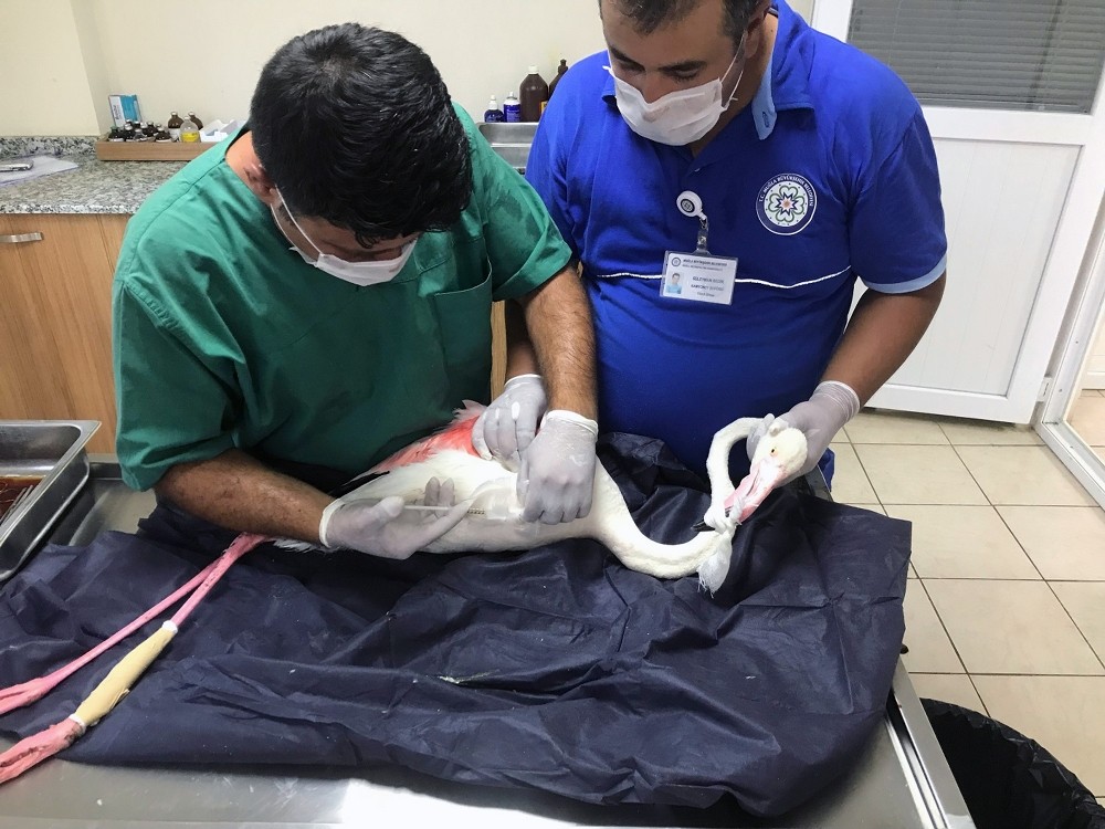 Büyükşehir ekipleri yaralı Flamingo’yu tedavi etti 