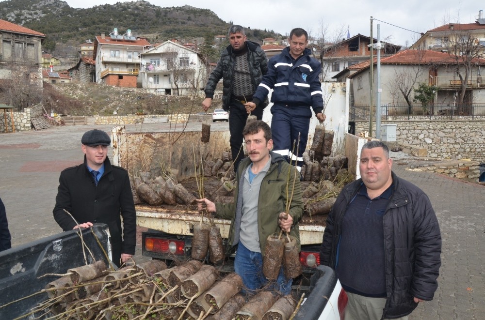 Büyükşehir’den İbradı’da çiftçilere fide desteği 