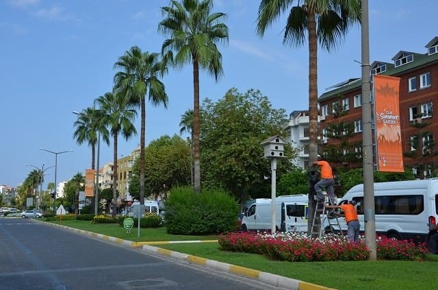 Büyükşehir’den kırmızı palmiye böceği mücadelesi 