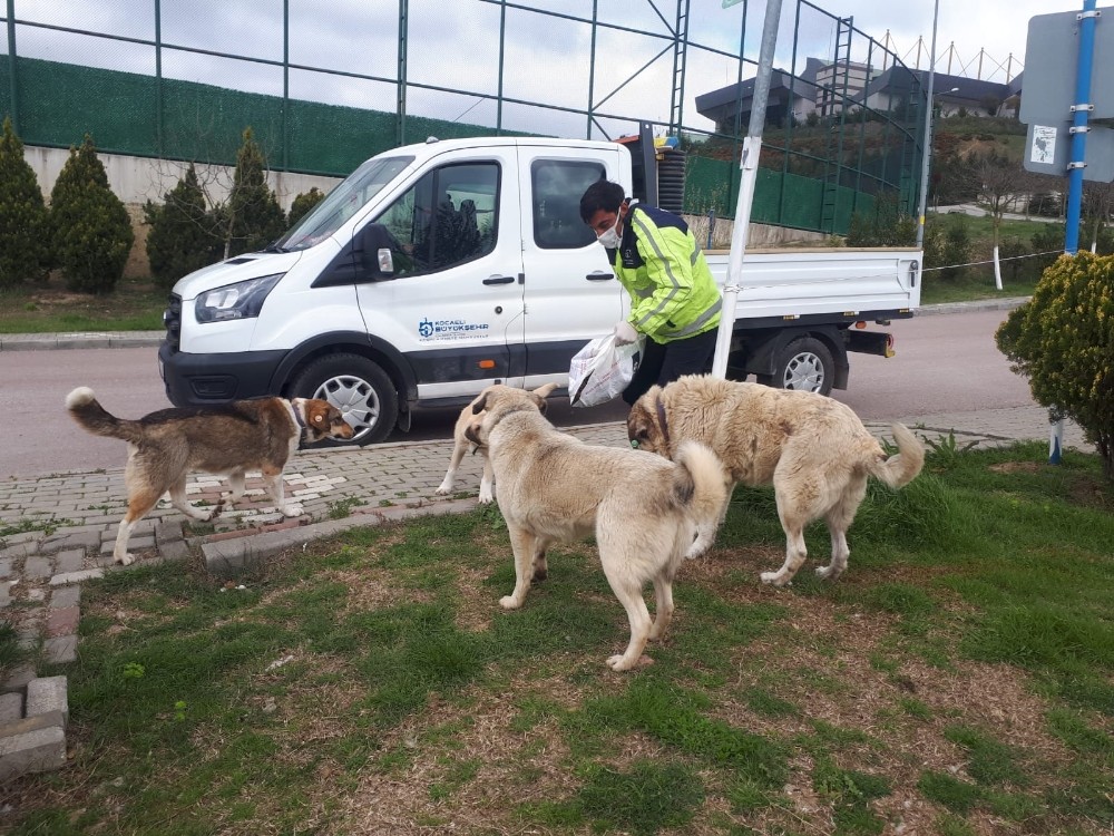 Büyükşehirden sokak hayvanlarına 20 ton mama 