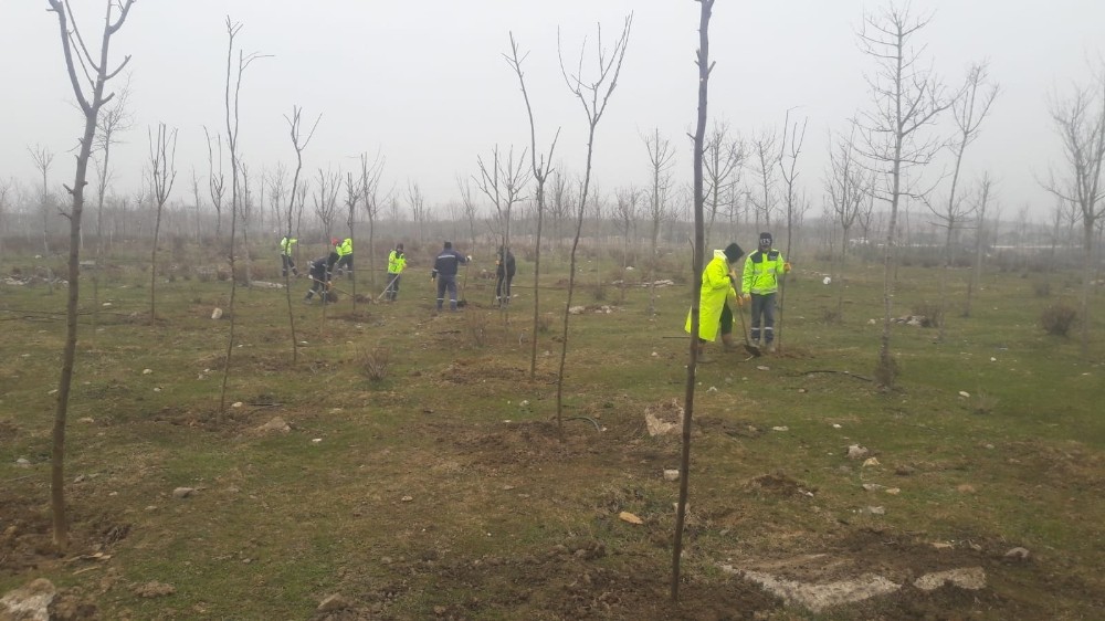 Büyükşehir’den Yukarı Hereke’de ağaçlandırma çalışması 