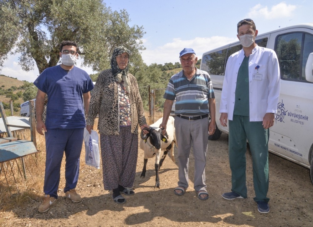 Büyükşehir’in Sakız Koyunu desteği sürüyor 