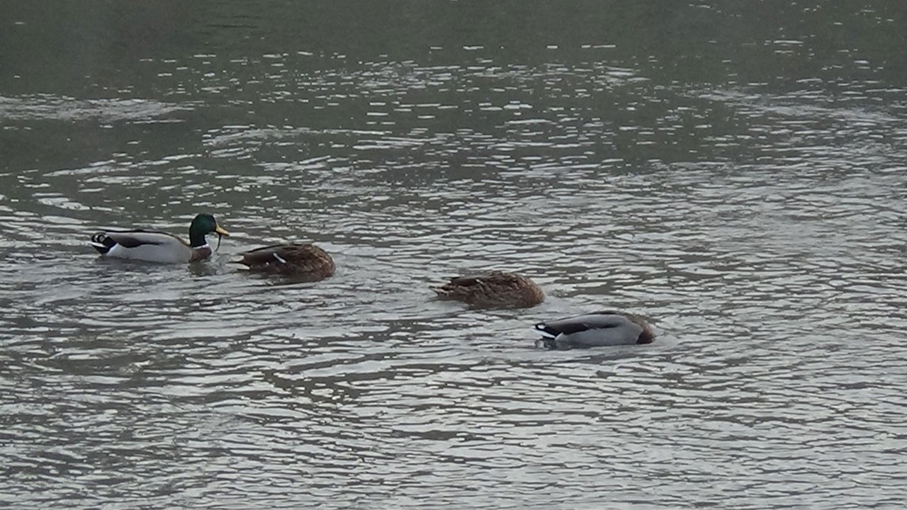 Büyüleyen manzara! Yüzlerce yabani ördek aynı anda görüntülendi