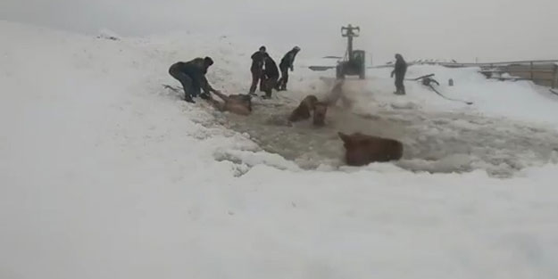 Buz bataklığında yaşam savaşı