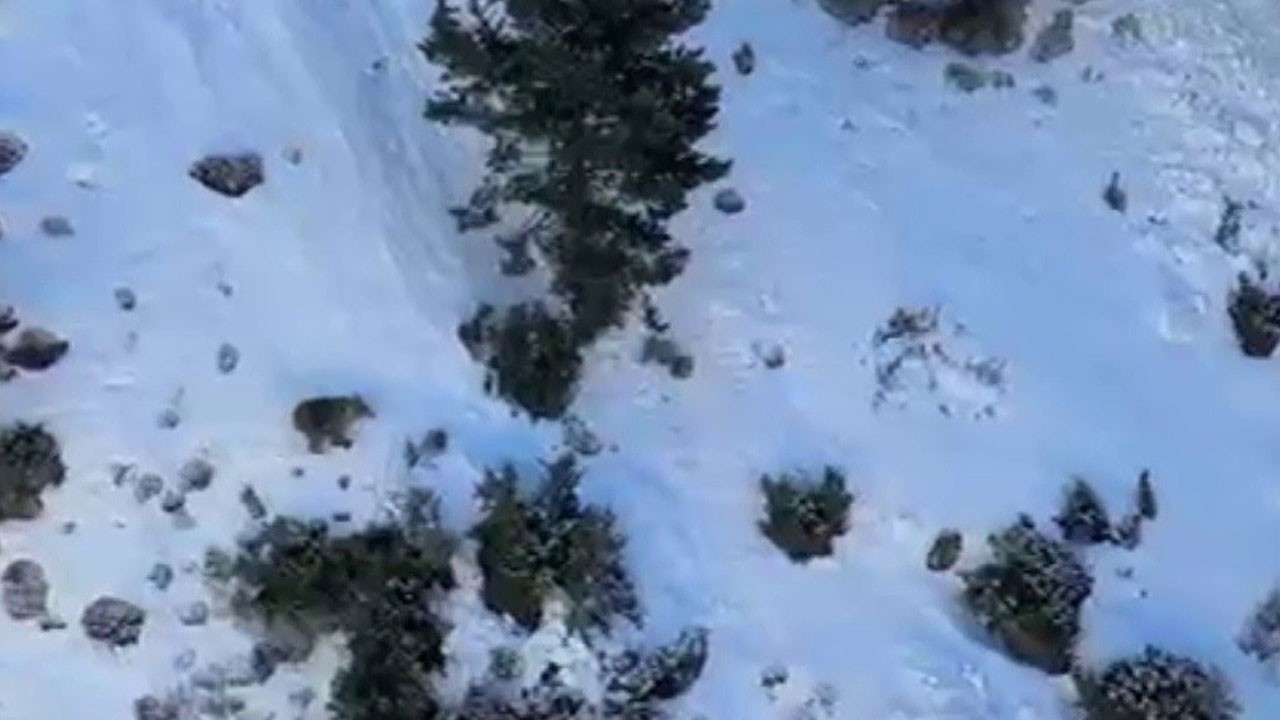 Buz tırmanışında ayı paniği! Sporcuların yanından koşarak geçti