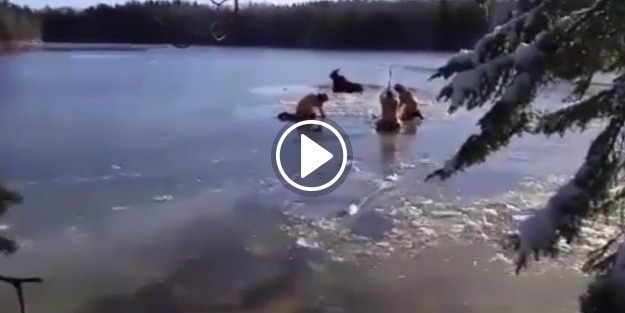 Buz tutan nehirde mahsur kaldı!