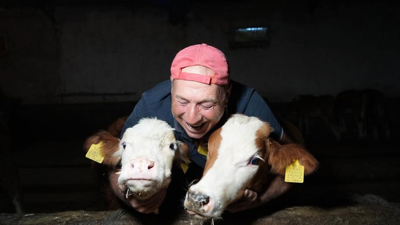 Buzağı desteğinde ikinci dönem başvuruları başladı!