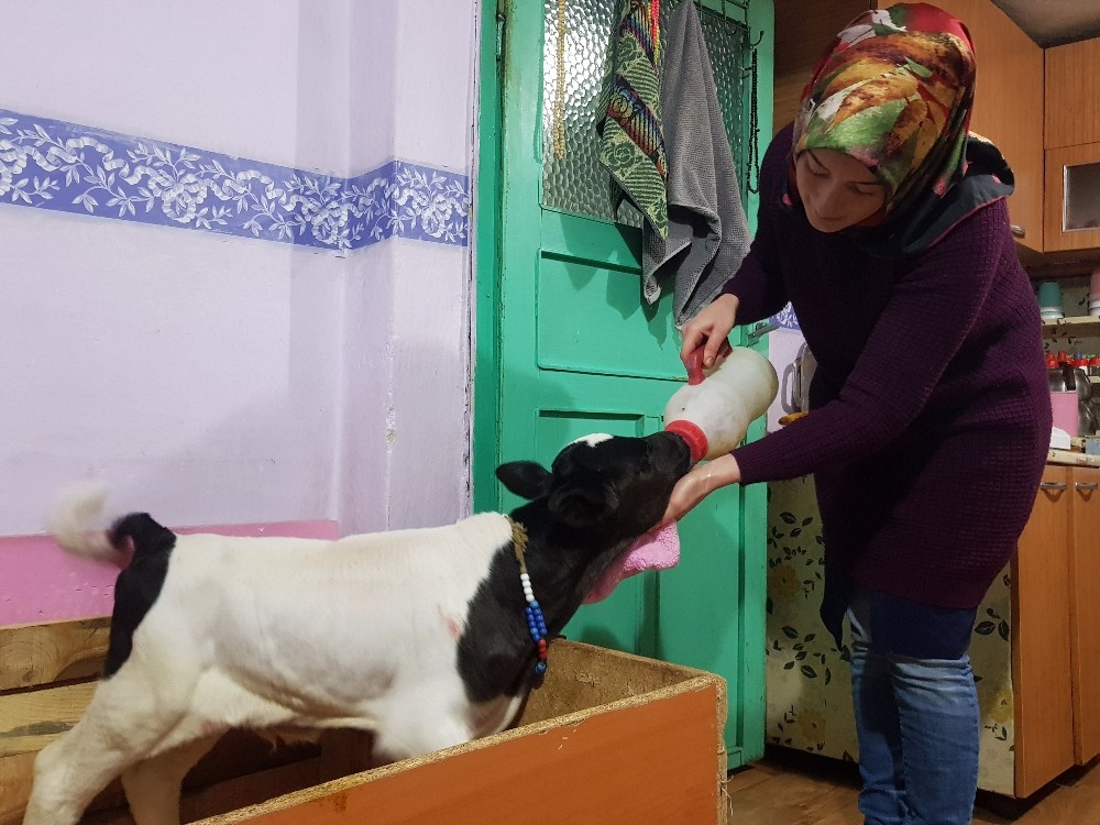 Buzağı destekleme işlemlerinde başvuru şartı kalktı 