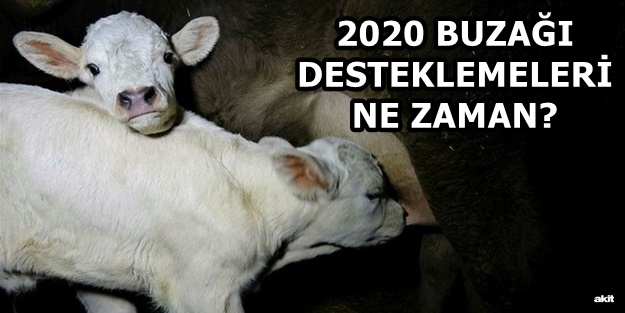 Buzağı desteklemeleri ne zaman yatacak? Buzağı destekleme ücreti ne kadar?