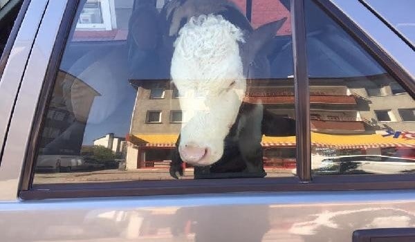 Buzağıyı otomobilin arka koltuğunda veterinere götürdü