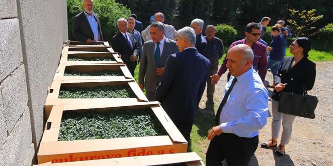 193 bin 700 adet sebze fidesi dağıtıldı