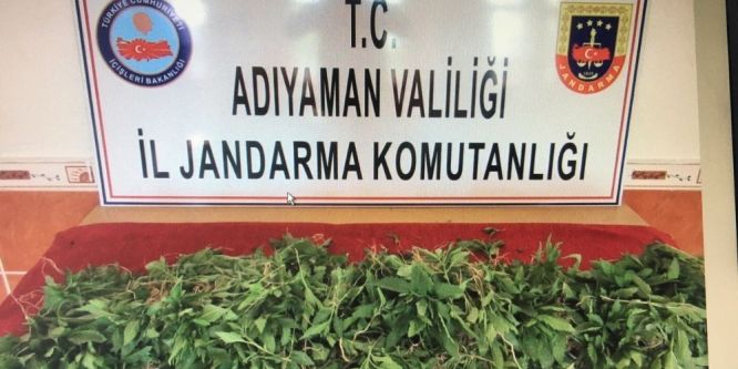 Saksıda kenevir bitkisi ele geçirildi