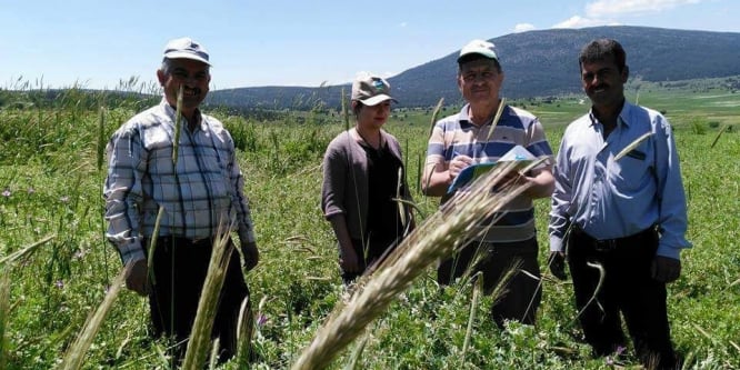 Altıntaş’ta yem bitkileri kontrol ediliyor