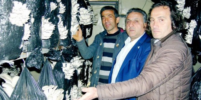 Zeytine alternatif istiridye mantarı