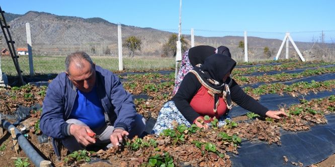 Çilek üreticileri yeni sezon için hazırlıklara başladı