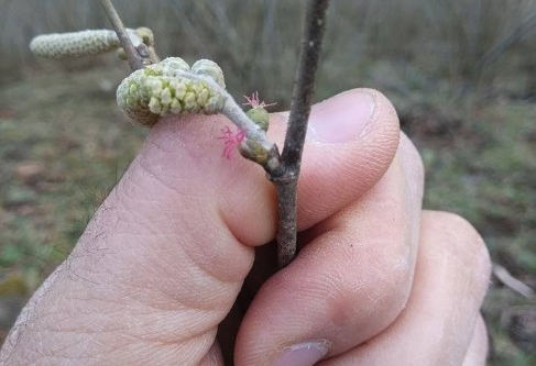 Karanfiller neden erken açtı?