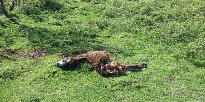 Ayının saldırdığı eşek telef oldu