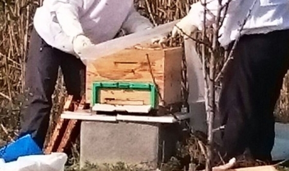 Kent Bostanları’nda ilk kez çiçek balı üretildi